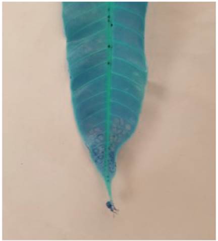 A picture containing text

Description automatically generated